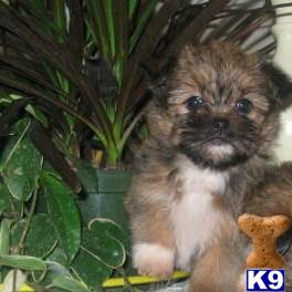 Lil Lawson Male Shorkie Less than a 1 lb.